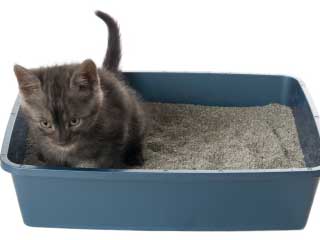 cat litter box